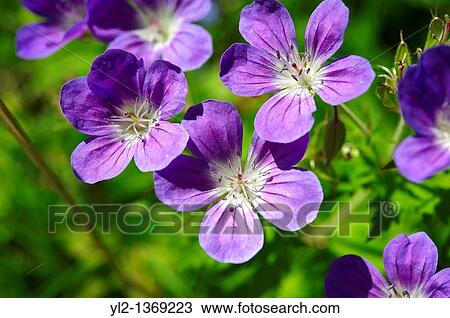 Alpine Wood Cranesbill geranium sylvaticum Bernese Alps, Switzerland View Large Photo Image Stock Image - Alpine Wood Cranesbill geranium sylvaticum Bernese Alps, Switzerland. Fotosearch