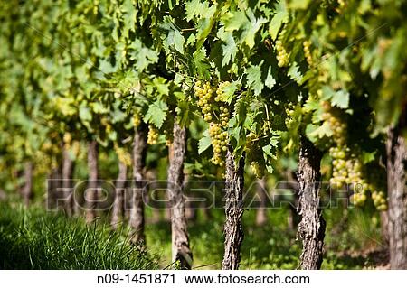 Alsace Ammerschwihr. View Large Photo Image Stock Image - Alsace Ammerschwihr.. Fotosearch