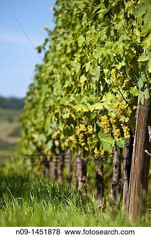 Stock Photo - Alsace Ammerschwihr.. Fotosearch