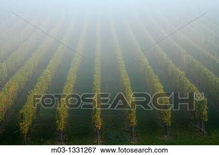 Alsace wine route town Riquewihr France vineyard harvest grapes View Large Photo Image Stock Photo - Alsace wine route town Riquewihr France vineyard harvest grapes. Fotosearch