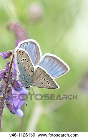Stock Image - Amanda's Blue, Polyommatus amandus on prunella grandiflora, Self-heal Male Underwing markings clearly visible Tall spike flower with many small purple florets that looks like it belongs to the mint family. Fotosearch