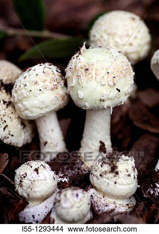 Amanita citrina View Large Photo Image Picture - Amanita citrina. Fotosearch