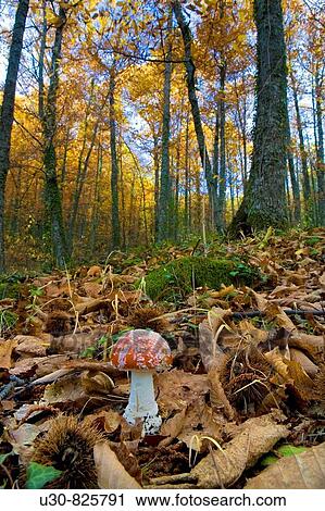 Amanita muscaria Fly agaric in a forest of chestnut trees in the Sierra de B? jar, HervBs, in the province of Caceres, Spain, Europe View Large Photo Image Stock Image - Amanita muscaria Fly agaric in a forest of chestnut trees in the Sierra de B? jar, HervBs, in the province of Caceres, Spain, Europe. Fotosearch