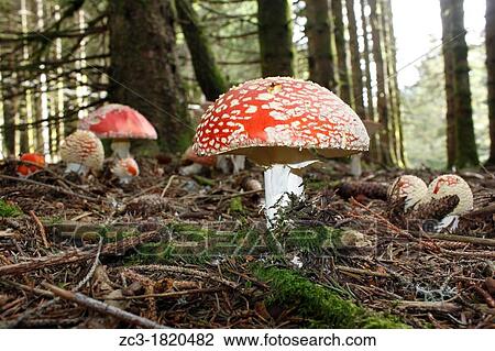 Amanita Muscaria, forest, Chartreuse, Is? re, Rh? ne-Alpes, France. View Large Photo Image Stock Image - Amanita Muscaria, forest, Chartreuse, Is? re, Rh? ne-Alpes, France.. Fotosearch