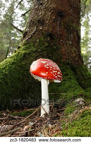 Amanita Muscaria, forest, Chartreuse, Is? re, Rh? ne-Alpes, France. View Large Photo Image Stock Image - Amanita Muscaria, forest, Chartreuse, Is? re, Rh? ne-Alpes, France.. Fotosearch