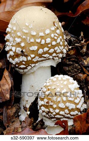 Amanita pantherina. Irati Forest. Pyren? es. Navarre. Spain View Large Photo Image Stock Photo - Amanita pantherina. Irati Forest. Pyren? es. Navarre. Spain. Fotosearch
