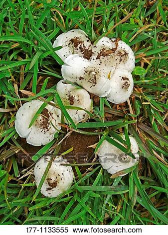 Amanita Phalloides, Deathcap Mushrooms View Large Photo Image Stock Photography - Amanita Phalloides, Deathcap Mushrooms. Fotosearch