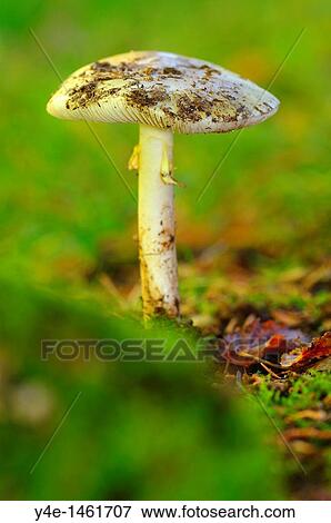 Amanita phalloides View Large Photo Image Stock Photo - Amanita phalloides. Fotosearch