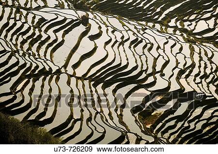 Amazing rice terraces in YuanYang, Yunnan, China View Large Photo Image Stock Photo - Amazing rice terraces in YuanYang, Yunnan, China. Fotosearch