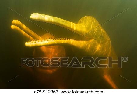 Amazon Pink River Dolphin or Boto Inia geoffrensis Rio BRAZIL View Large Photo Image Stock Image - Amazon Pink River Dolphin or Boto Inia geoffrensis Rio BRAZIL. Fotosearch