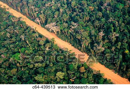 Amazon rainforest and road. Moxos plains. Amazonia. Bolivia View Large Photo Image Stock Image - Amazon rainforest and road. Moxos plains. Amazonia. Bolivia. Fotosearch