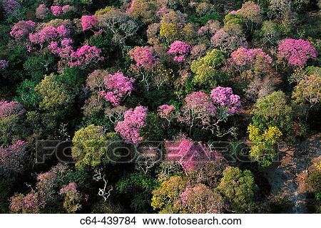 Amazon rainforest flowering. Moxos plains. Amazonia. Bolivia View Large Photo Image Picture - Amazon rainforest flowering. Moxos plains. Amazonia. Bolivia. Fotosearch