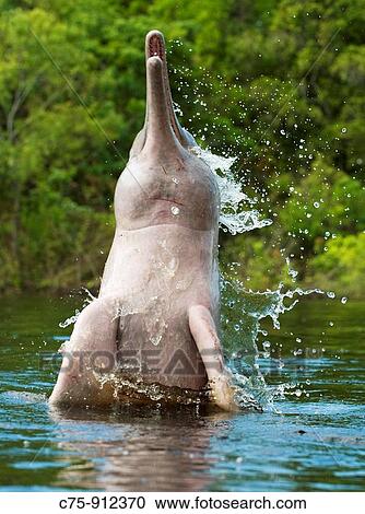 Stock Image - Amazon River Dolphin Inia geoffrensis Jumping, Ariau River, tributary of Rio, Amazonia, Brazil. Fotosearch