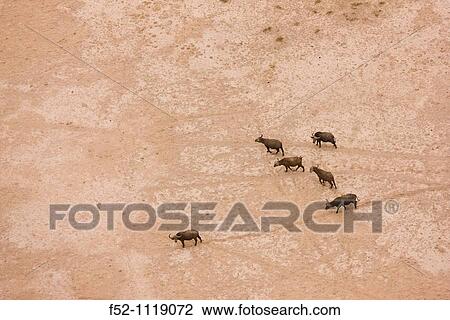 Stock Image - Amboseli National Park, Kenya, Africa. Fotosearch