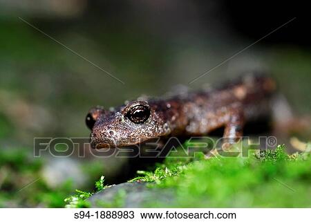 Ambrosi's cave salamander Speleomantes ambrosii in Sprugola della Canese, La Spezia, Liguria, Italy View Large Photo Image Stock Image - Ambrosi's cave salamander Speleomantes ambrosii in Sprugola della Canese, La Spezia, Liguria, Italy. Fotosearch