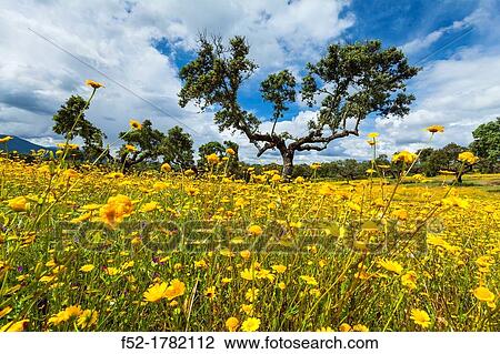 Ambroz Valley CBceres Extremadura Spain. View Large Photo Image Stock Image - Ambroz Valley CBceres Extremadura Spain.. Fotosearch