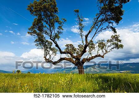 Ambroz Valley CBceres Extremadura Spain. View Large Photo Image Stock Photography - Ambroz Valley CBceres Extremadura Spain.. Fotosearch