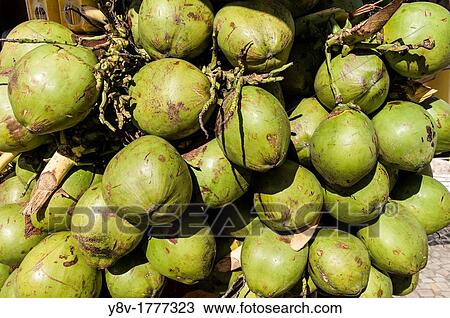 America, Brazil. Coconuts View Large Photo Image Stock Image - America, Brazil. Coconuts. Fotosearch