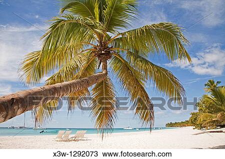 america, caribbean sea, hispaniola island, dominican republic, saona island, sea and beach with palms View Large Photo Image Stock Image - america, caribbean sea, hispaniola island, dominican republic, saona island, sea and beach with palms. Fotosearch