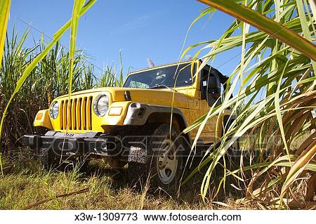 america, caribbean sea, hispaniola island, dominican republic, area of higuey, sugar cane plantation, off-road car View Large Photo Image Stock Image - america, caribbean sea, hispaniola island, dominican republic, area of higuey, sugar cane plantation, off-road car. Fotosearch