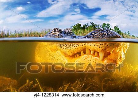 American alligator, Alligator mississippiensis, Everglades National Park, Florida View Large Photo Image Picture - American alligator, Alligator mississippiensis, Everglades National Park, Florida. Fotosearch