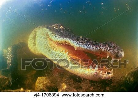 American alligator, Alligator mississippiensis, Everglades National Park, Florida View Large Photo Image Picture - American alligator, Alligator mississippiensis, Everglades National Park, Florida. Fotosearch