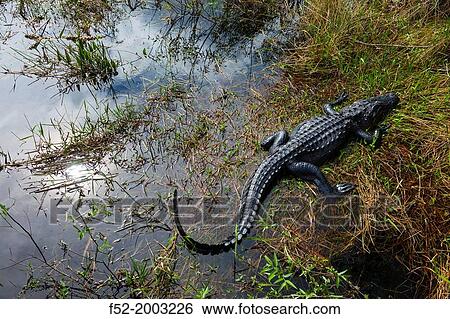 AMERICAN ALLIGATOR (Alligator mississippiensis), Everglades National Park, FLORIDA, USA, AMERICA. View Large Photo Image Stock Photograph - AMERICAN ALLIGATOR (Alligator mississippiensis), Everglades National Park, FLORIDA, USA, AMERICA.. Fotosearch