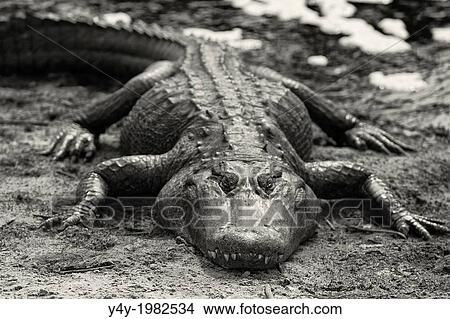 Picture - American alligator. Payne's Prarie State Preserve. Gainiesville, Florida, USA.. Fotosearch