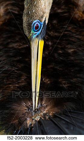 Stock Photo - AMERICAN ANHINGA (Anhinga anhinga), Everglades National Park, FLORIDA, USA, AMERICA.. Fotosearch