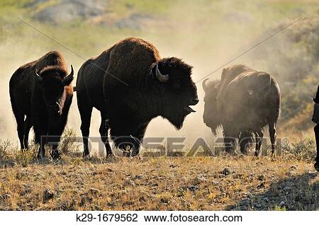 American Bison Bison bison Bull and cow in rut, Yellowstone NP, Wyoming, USA View Large Photo Image Stock Image - American Bison Bison bison Bull and cow in rut, Yellowstone NP, Wyoming, USA. Fotosearch