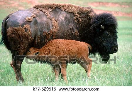 Stock Photography - American Bison (Bison bison), cow and calf. Custer State Park, South Dakota, USA. Fotosearch