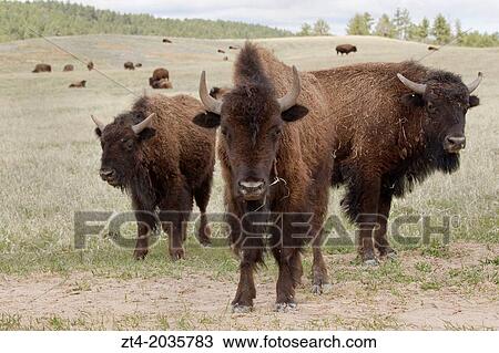 Stock Image - American Bison (Bison bison), Custer State Park.. Fotosearch