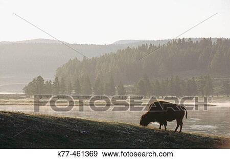 American Bison (Bison bison), female. Yellowstone River. Wyoming. USA View Large Photo Image Stock Photo - American Bison (Bison bison), female. Yellowstone River. Wyoming. USA. Fotosearch