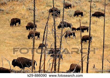 American Bison Bison bison Herd foraging on slope with dead trees View Large Photo Image Stock Image - American Bison Bison bison Herd foraging on slope with dead trees. Fotosearch