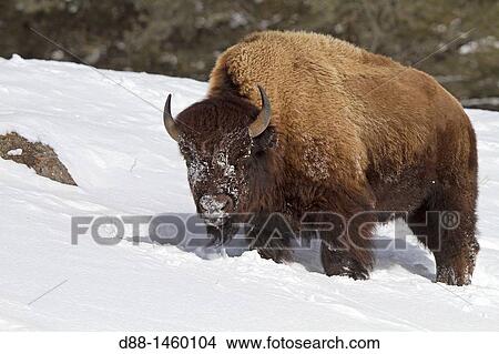 Picture - American Bison (Bison bison), Lamar Valley, Yellowstone National Park, Wyoming-Montana, USA. Fotosearch