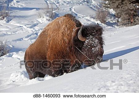 Stock Image - American Bison (Bison bison), Lamar Valley, Yellowstone National Park, Wyoming-Montana, USA. Fotosearch