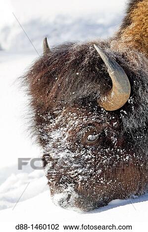 American Bison (Bison bison), Lamar Valley, Yellowstone National Park, Wyoming-Montana, USA View Large Photo Image Stock Image - American Bison (Bison bison), Lamar Valley, Yellowstone National Park, Wyoming-Montana, USA. Fotosearch