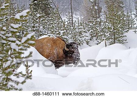 Stock Image - American Bison (Bison bison), Lamar Valley, Yellowstone National Park, Wyoming-Montana, USA. Fotosearch