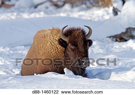 American Bison (Bison bison), Lamar Valley, Yellowstone National Park, Wyoming-Montana, USA View Large Photo Image Stock Image - American Bison (Bison bison), Lamar Valley, Yellowstone National Park, Wyoming-Montana, USA. Fotosearch
