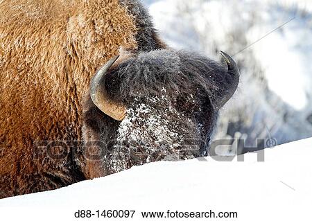 American Bison (Bison bison), Lamar Valley, Yellowstone National Park, Wyoming-Montana, USA View Large Photo Image Stock Photo - American Bison (Bison bison), Lamar Valley, Yellowstone National Park, Wyoming-Montana, USA. Fotosearch