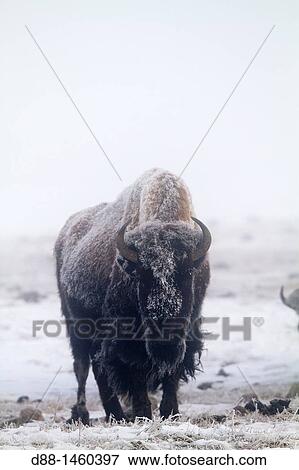 Stock Photo - American Bison (Bison bison), Lamar Valley, Yellowstone National Park, Wyoming-Montana, USA. Fotosearch