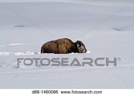 American Bison (Bison bison), Lamar Valley, Yellowstone National Park, Wyoming-Montana, USA View Large Photo Image Stock Photograph - American Bison (Bison bison), Lamar Valley, Yellowstone National Park, Wyoming-Montana, USA. Fotosearch