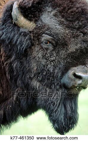 Stock Image - American Bison (Bison bison), male bull. Custer State Park. South Dakota. USA. Fotosearch