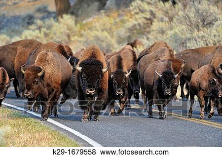 American Bison Bison bison On park road, Yellowstone NP, Wyoming, USA View Large Photo Image Stock Photo - American Bison Bison bison On park road, Yellowstone NP, Wyoming, USA. Fotosearch