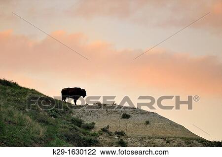 American Bison Bison bison Solitary individual on badlands ridge View Large Photo Image Stock Image - American Bison Bison bison Solitary individual on badlands ridge. Fotosearch