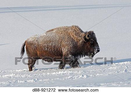 Stock Image - American Bison (Bison bison). Yellowstone National Park, USA. Fotosearch
