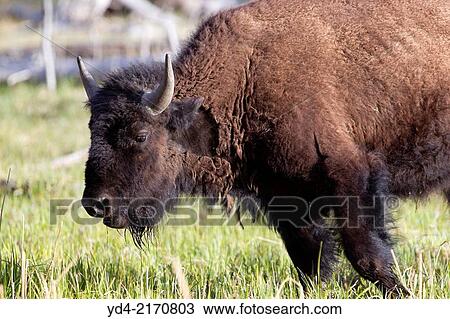 Stock Image - American Bison (Bison bison), Yellowstone National Park, Idaho, Montana and Wyoming, USA.. Fotosearch