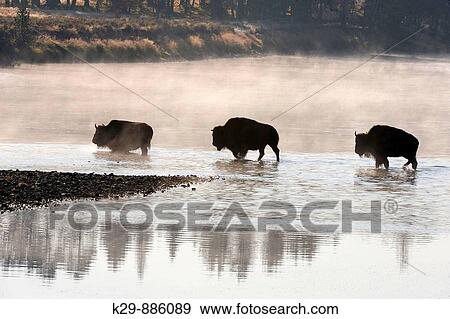 American Bison Bison bison Wading in Yellowstone River View Large Photo Image Stock Photo - American Bison Bison bison Wading in Yellowstone River. Fotosearch