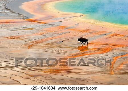 Picture - American bison Bison bison Walking near Grand Prismatic Spring outflow. Fotosearch