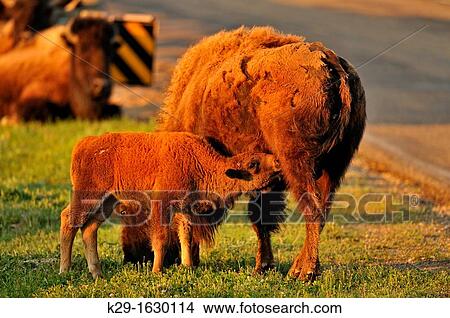 American Bison Bison bison Young calf nursing with mother View Large Photo Image Picture - American Bison Bison bison Young calf nursing with mother. Fotosearch